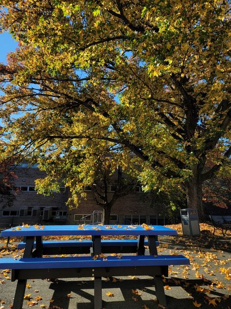 fall american high school aesthetic courtyard tree nature High School Aesthetic American, Aesthetic Courtyard, American High School Aesthetic, American School Aesthetic, Courtyard Tree, School Courtyard, High School Aesthetic, Inktober 2024, American High School