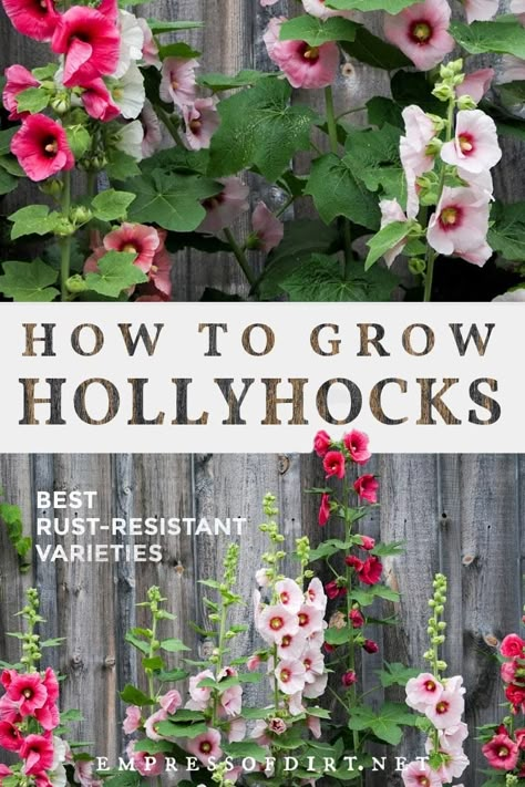 Growing Hollyhocks From Seed, Growing Hollyhocks, Holly Hocks, Hollyhocks Flowers, Future Garden, Cut Flower Garden, Growing Tips, Garden Yard Ideas, Flower Gardens