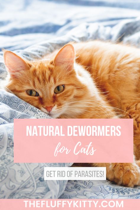 If your cat has worms, you don't have to automatically resort to chemical-filled medications. Check out this post to learn about natural dewormers for cats that get rid of parasites naturally! Go to thefluffykitty.com now! Cat Dewormer, Cat Worms, Cat Wounds, Cat Remedies, Cat Medicine, Inside Cat, Natural Pet Care, Homemade Cat, Natural Cat