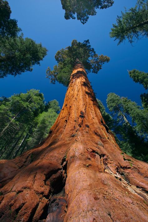 Sequoia Tree, Redwood National Park, National Parks Photography, National Park California, Scenic Photography, California National Parks, Sequoia National Park, Places In The World, World Photo