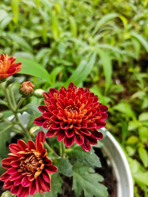 Flower Chrysanthemum red beautiful Chrysanthemum Morifolium, Garden Mum, Chrysanthemum Flower, Perennial Plants, Chrysanthemum, Garden Beds, Book Aesthetic, Perennials, Florist