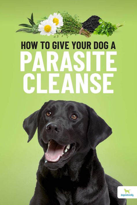 Dog Parasites Remedies, How To Deworm A Dog Natural, Natural Dog Dewormer Diy, Diy Dewormer For Dogs, Dog Worms Remedy, Dog Dewormer Homemade, Natural Dog Dewormer, Natural Probiotics For Dogs, Diy Parasite Cleanse