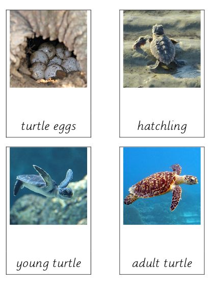 Free montessori three part terminology cards for teaching the life cycle of the turtle.  I use these with the safari life cycle of turtle models. Sea Turtle Life Cycle, Turtle Life Cycle, Turtle Facts, Montessori Science, Turtle Theme, Turtle Day, Animal Life Cycles, Family Day Care, My Father's World