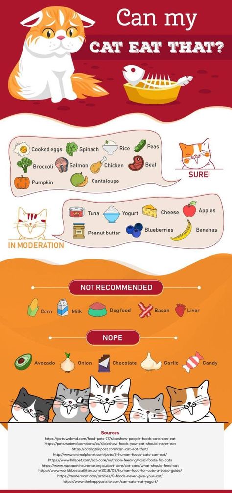 Infographic: Which Human Foods can my cat eat? - Katzenworld Human Food For Cats, Foods Cats Can Eat, Cat Eat, Kat Diy, Homemade Cat Food, Food For Cats, Pet Nutrition, Cat Tips, Cat Language