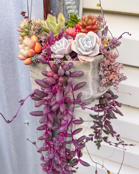 Succulent Chandelier, Suculents Ideas Decoration Pots & Planters, Big Succulent Arrangement, Succulent Hanging Basket, Chandelier Succulent, Florida Plants Landscaping, Succulent Arrangements Candle, Home Backyard, Succulent Garden Design