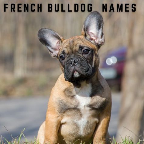 French Bulldogs are adorable and bred to be companions to humans. They also look great in everything and require the pictures to prove it. Here is a giant list of French Bulldog names (with definitions) to help you name your new family member! Names For French Bulldogs, French Bulldog Names Boys, French Bulldog Names Girl, Frenchton Dog, French Bulldog Names, Bulldog Names, Hound Dog, Ancient Romans, Dog Names