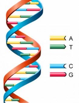 The Secret of Life - the DNA double Helix- how to explain it to 6 six year old  May be good for world Down's day class discussion? Dna Model Project, Dna E Rna, Dna Activities, Dna Facts, Dna Project, Dna Replication, Dna Molecule, Dna Model, Nucleic Acid