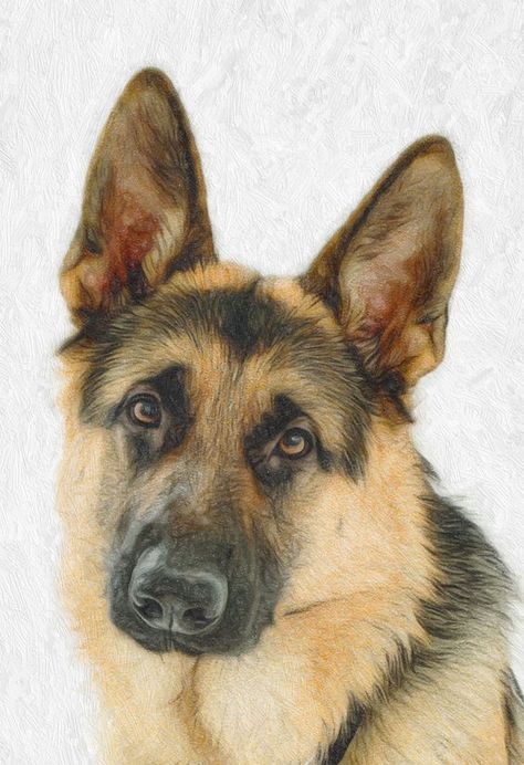 Pet Portrait Tattoos, German Shepherd Tattoo, German Shepherd Painting, Shepherd Art, German Shepherd Art, Portrait Tattoos, Dog Portraits Art, Color Pencil Illustration, Different Artists