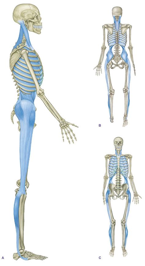 Transform Your Dressage Position Figure Proportions, Anatomy Trains, Stretch Therapy, Artistic Anatomy, Massage Place, Craniosacral Therapy, Sports Therapy, Yoga Anatomy, Muscle Anatomy