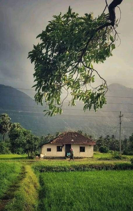 Indian Rural Aesthetic, Kerala Village Photography, Indian Village Aesthetic, Village Life Aesthetic, Soothing Landscapes, Kerala Aesthetic, Dream Nature, Rural Photography, Heart In Nature