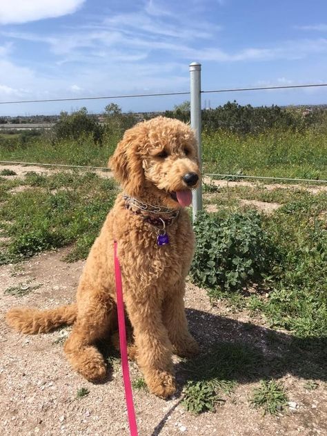 Doodle Haircuts Goldendoodle, Standard Golden Doodle Full Grown, Goldendoodle Grooming Styles Teddy Bears, Long Hair Goldendoodle, Mini Golden Doodle Haircut Teddy Bears, Big Goldendoodle, Golden Doodle Haircut Styles, Goldendoodle Aesthetic, Doodle Haircut Styles