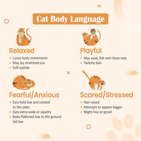 #CatBodyLanguage #CatBehavior #FelineFriends #PetCare #CatLovers Cat Body Language, Bigger Eyes, Healthier Relationship, Cat Body, Cat Care Tips, Hair Raising, Cat Care, Body Language, Care Tips