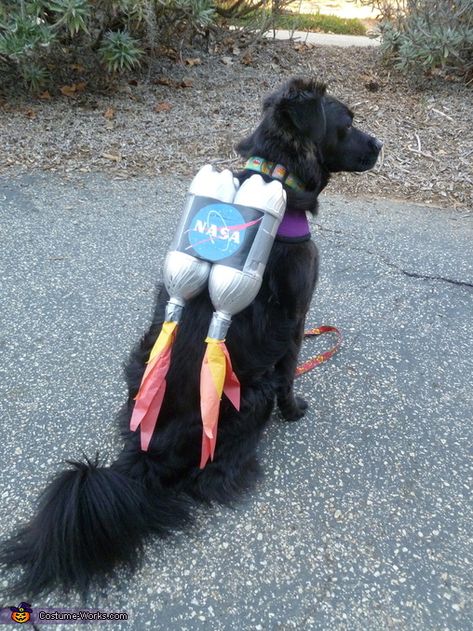 Carrie: This is Mazie's Halloween costume. I found the idea online - intended for a child but I adapted it for Mazie. Easy, peasy -- materials: 2 empty soda bottles, silver... Cute Dog Halloween Costumes, Best Dog Halloween Costumes, Cat Costume Diy, Diy Dog Costumes, Cat Halloween Costume, Pet Halloween Costumes, Animal Costumes, Dog Halloween Costumes, Rocket Dog