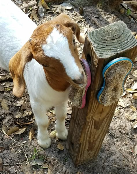 Never too young... Goat Yard Play Areas, Goat Ideas Diy, Goat Ideas Play Areas, Goat Incloser, Goat Climbing Structure, Goat And Chicken Pen Ideas, Pygmy Goat Pen Ideas, Goat Habitat, Goat Pen Ideas Shelters