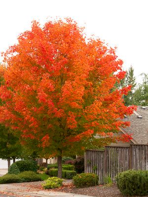 Nursery Tree Species��— Our City Forest October Glory Maple, Drought Tolerant Trees, Fall Color Trees, Acer Rubrum, Red Maple Tree, Monrovia Plants, Wind Break, Plant Catalogs, Tree Nursery