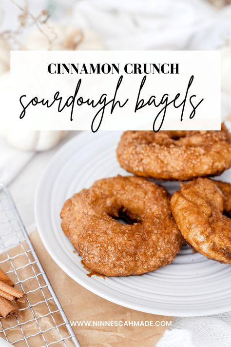 SOURDOUGH CINNAMON CRUNCH BAGELS: A PANERA COPYCAT RECIPE - NINNESCAH HOMESTEAD Cinnamon Sugar Sourdough Bagels, Cinnamon Crunch Sourdough Bagels, Sourdough Cinnamon Bagels, Sourdough Cinnamon Crunch Bagels, Cinnamon Crunch Bagel Recipe, Pumpkin Bagel Recipe, Ninnescah Homestead, Discard Bread, Cinnamon Bagels