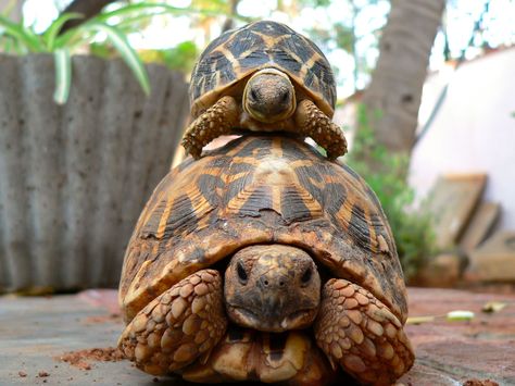 How to Wake Your Hibernating Tortoise (And Why It May Be Important) .....If you rely solely on the weather to trigger your tortoise’s alarm call and she oversleeps, she is already at a disadvantage. Russian Tortoise, Baby Tortoise, Sulcata Tortoise, Tortoise Turtle, Terrapin, Turtle Love, Chinchillas, Cute Turtles, Baby Turtles