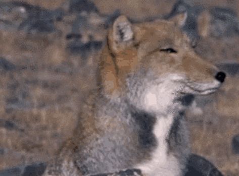 Tibetan Fox, Fox Memes, Looking Gif, Fox Species, Fox Gif, Fox Drawing, Bottlenose Dolphin, Fox Pictures, Fox Face