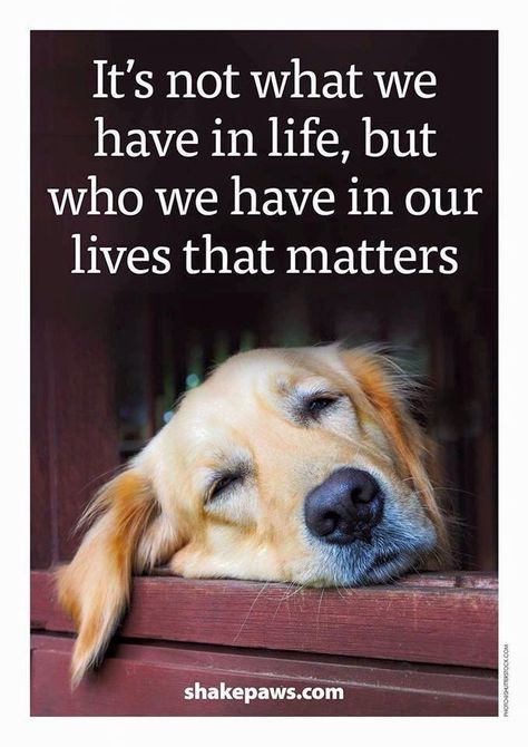 It's not what we have in life, but who we have in our lives that matters. https://www.animalhub.com/pets-improve-health/ Image Positive, Game Mode, A Golden Retriever, Animal Quotes, Dog Quotes, A Quote, I Love Dogs, Dog Life, Pitbull