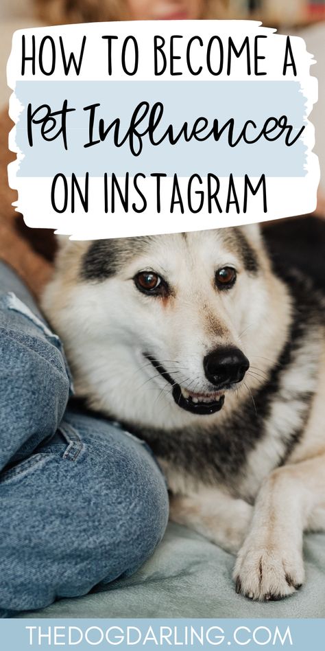 Are you an obsessed dog mom with hundreds of cute pictures of your dog? If you love to share your pup's life with the world then becoming a dog content creator might be the right path for you! Read this for tips on how to become a dog influencer on social media. Dog Photo Ideas Instagram, Dog Influencer Instagram, Dog Mom Life, Dog Influencer, Pet Influencer, Dog Content Ideas, Dog Instagram Ideas, Dog Instagram, Dog Hashtags