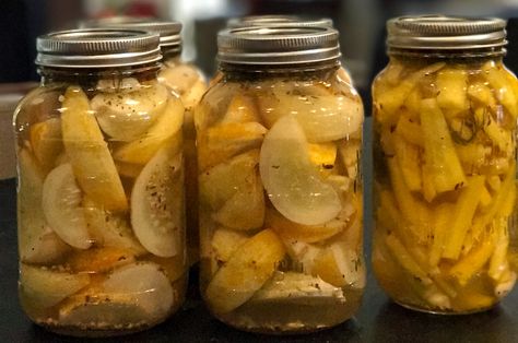 Lemony Lemon Cucumber Pickles #canning #pickles #cucumbers Canning Lemon Cucumbers, Lemon Cucumber Pickles, Yellow Cucumbers, Lemon Cucumbers, Pickles Canning, Pickles Cucumbers, Pickling Cucumbers Recipe, Yellow Cucumber, Hot Water Bath Canning