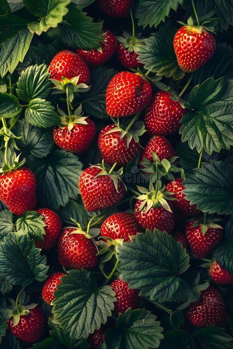 A bunch of strawberries growing on a bush with green leaves stock image Strawberries, Strawberry Bush, Strawberry Leaves, Strawberry Art, Kawaii Fruit, Growing Strawberries, Nature Wallpaper, Bottle Design, Fruit Trees