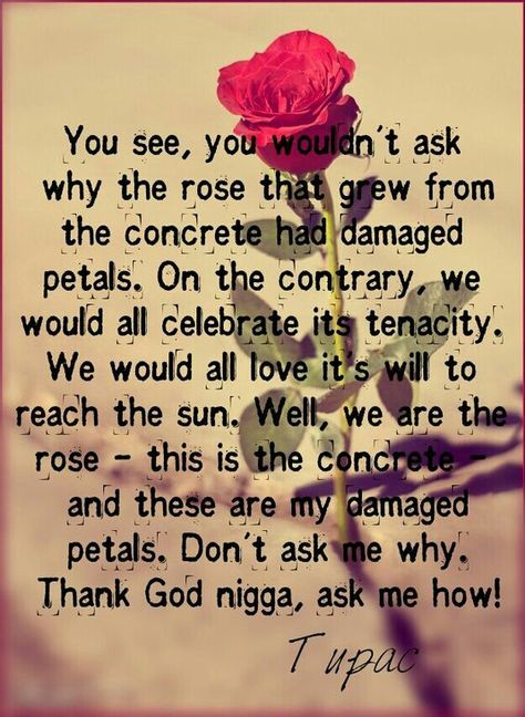 Concrete Rose Quotes, The Rose That Grew From Concrete, Rose Grew From Concrete, Quotes From Singers, Lyrics Tattoo Ideas, 2pac Lyrics, 8th Grade Quotes, Tupac Poems, Grade Quotes