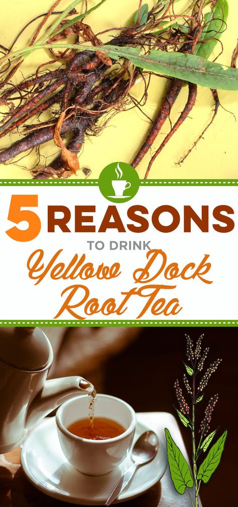 Learn why you must take yellow dock root as part of your Dr. Sebi Protocol. Yellow Root Benefits, Yellow Dock Benefits, Yellow Dock Root Benefits, Mucusless Diet, Yellow Dock Root, Alkaline Herbs, How To Make Yellow, Yellow Dock, Sip Tea