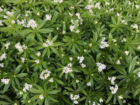 Canadian Summer, Garden Mulch, Straw Mulch, Plants Under Trees, Types Of Mulch, Sweet Woodruff, Organic Mulch, Fine Gardening, Big Plants