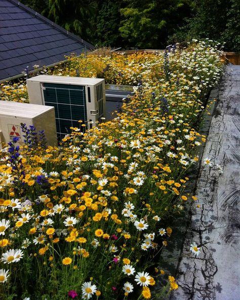 Living Green Roof, Turf Roof, Green Roof Garden, Roof Drain, Green Roof System, Roof Edge, Green Roofs, Living Roofs, Sensory Garden