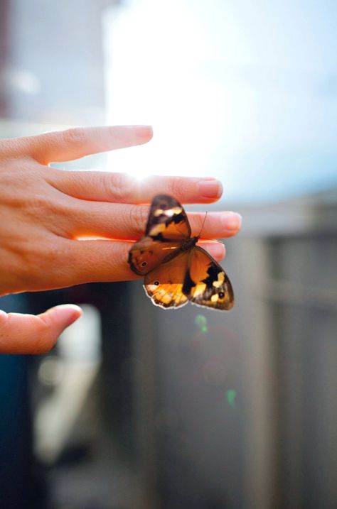 Green grass and happy skies  court the fluttering #butterfly.  ~Terri Guillemets  #hand #light #nature #photography Holding A Butterfly, Butterfly Kisses, Butterfly Effect, Skateboarder, Hans Christian, A Butterfly, Beautiful Butterflies, Life Is Beautiful, Aesthetic Pictures