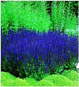 50 Blue Queen Salvia Seeds for Planting, Butterfly, Hummingbird, and Bee Friendly, Rich Deep Color Coleus Varieties, Blue Flowering Plants, Meadow Sage, Long Blooming Perennials, Shade Garden Plants, Blue Queen, Bee Friendly, Herbaceous Perennials, Backyard Garden Design