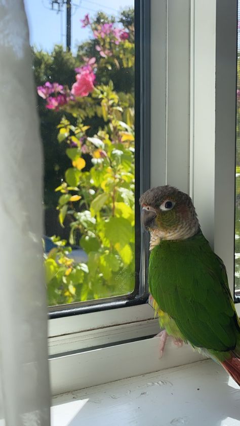 Conure Aesthetic, Sun Conure Parrot Pet Birds, Pineapple Conure, Green Cheek Conure Aesthetic, Sun Cheek Conure, Turquoise Green Cheek Conure, Love Birds Pet, Conure Bird, Parrot Pet Aesthetic