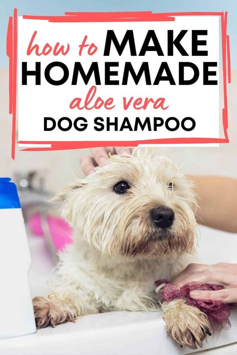 Homemade dog shampoo that's soothing for a dog's skin. All natural and great for a dog's skin. #homemade dog shampoo, #dog shampoo Dog Shampoo Recipe, Diy Dog Shampoo, Homemade Dog Shampoo, Best Dog Shampoo, Dog Skin Care, Natural Dog Shampoo, Dog Soap, Natural Pet Care, Dog Remedies