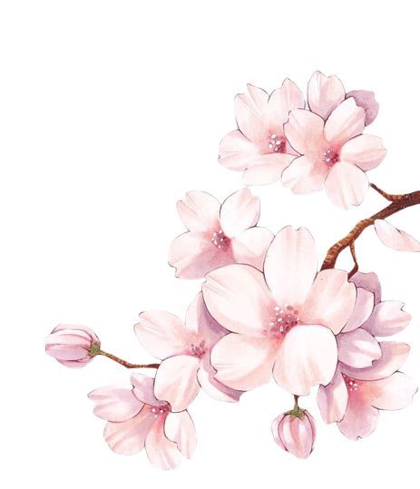 Cherry Blossom Drawing, Cherry Blossom Watercolor, Blossom Tattoo, Рисунки На Холсте, Cherry Blossom Art, Flower Sketches, Cherry Blossom Flowers, 수채화 그림, Watercolor Flowers Paintings