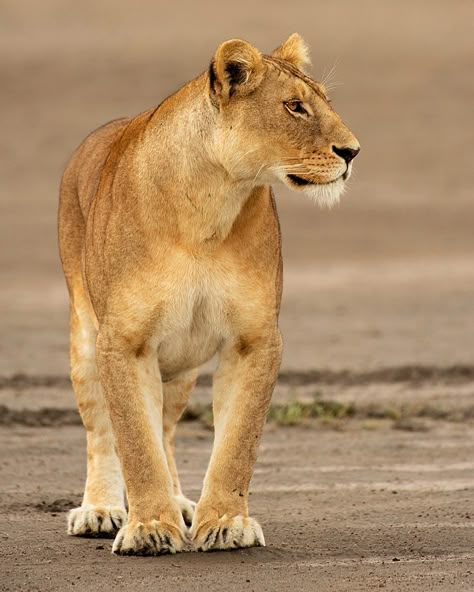 Lioness Side Profile, Female Lion Aesthetic, Lioness Reference, Lioness Pictures, Lioness Walking, Lioness Photo, Lioness Images, Lion Anatomy, Small Wild Cats