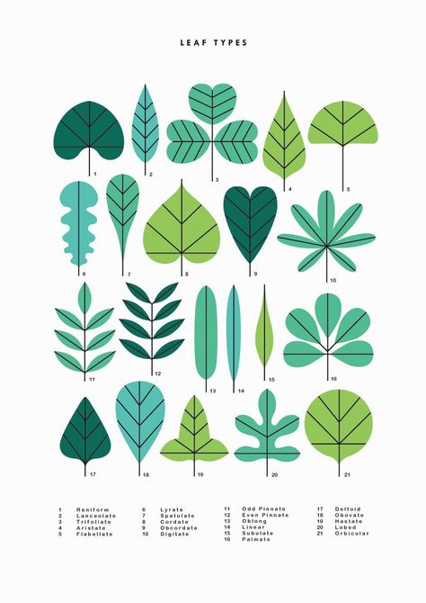 Leaf Types, Illustration Simple, Round Robin, Plant Illustration, Nature Illustration, Flat Illustration, Cool Stuff, Modern Colors, Botanical Illustration