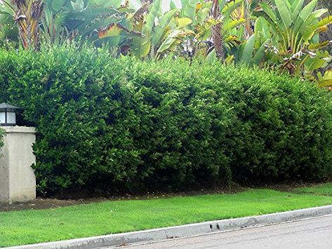 Hedge Ideas, Rambler House, Privet Hedge, Evergreen Nursery, California Landscaping, Fast Growing Hedge, Fairytale Garden, Door Projects, Evergreen Hedge