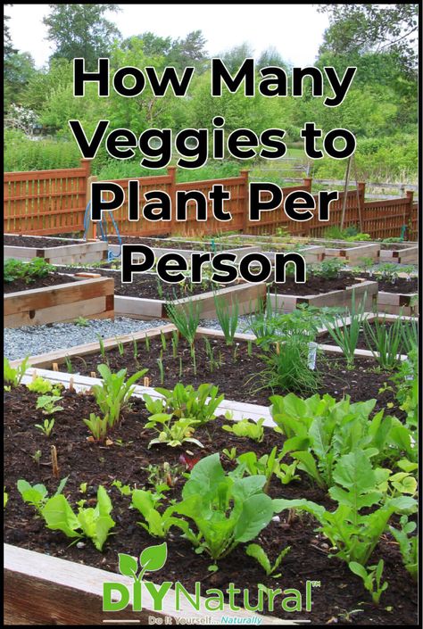 How Many Green Bean Plants Per Person, How Many Plants To Grow Per Person, What Should I Grow In My Garden, Perrenial Vegetable Gardens, How Many Vegetables To Plant Per Person, How Much To Plant Per Person For A Year, Possum Proof Vegetable Garden, How Many Plants Per Person, How To Set Up A Garden