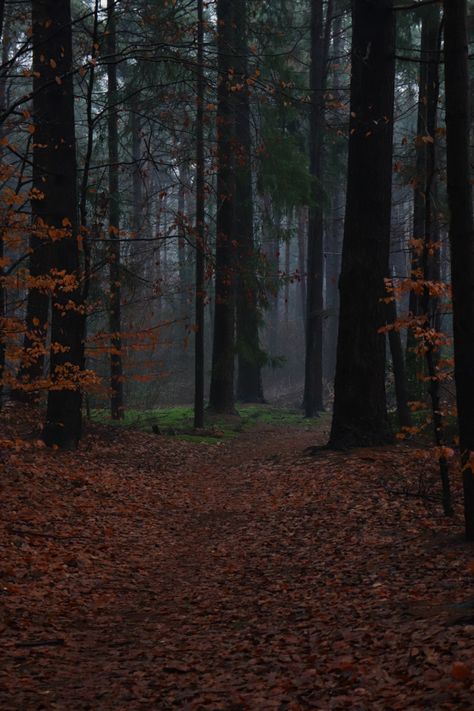 Forest At Dusk, Foggy Fall Forest, Autumn Forest Aesthetic, Autumnal Aesthetic, Foggy Autumn, Forest Falls, Forest Aesthetic, Aesthetic Forest, Fall Forest