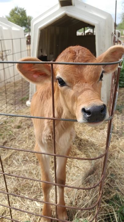 Micro Mini Cows, Mini Cow Barn, Mini Jersey Milk Cow, Mini Jersey Cow, Teacup Mini Cow, Miniature Dairy Cows, Jersey Cow Milk, Miniture Cows, Minature Cows Fluffy