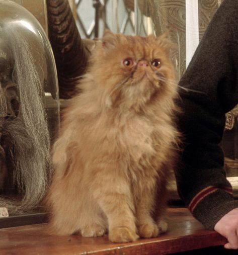 Hermione’s immensely clever squashy-faced cat made his debut during Prisoner of… Hermione's Cat, Harry Potter Cat, Lily Potter, The Prisoner, The Prisoner Of Azkaban, Cat Reading, Prisoner Of Azkaban, Harry Potter Hermione, Harry Potter Cast