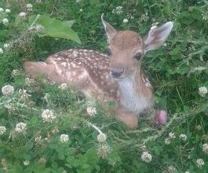 Baby Deer, Deer, Flowers, Green, Animals, White, Instagram, Nature