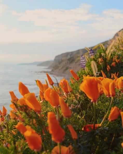 In Tune With Nature, Flower Mountain, California Poppy, Pretty Places, Nature Travel, Mother Earth, Nature Beauty, Orange County, Beautiful World