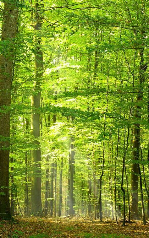 Green Forest Aesthetic, Marvel Wall Art, Forest Aesthetic, Marvel Wall, Forest Light, Forest Wall Mural, Green Pictures, Lit Wallpaper, Rainbow Aesthetic