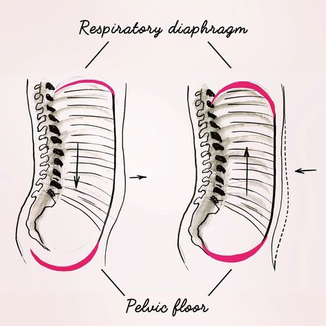 Pelvic Diaphragm, Pelvic Region, Diaphragmatic Breathing, Deep Squat, Content Creation Tools, Creative Hub, Pelvic Pain, Yoga Teachers, Yoga Is