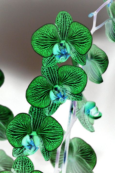 Orchid Seeds, Green Orchid, Exotic Orchids, Unusual Plants, Unusual Flowers, Phalaenopsis Orchid, Blooming Plants, Orchid Plants, Beautiful Orchids