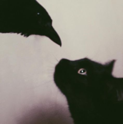 Black Cats, Black