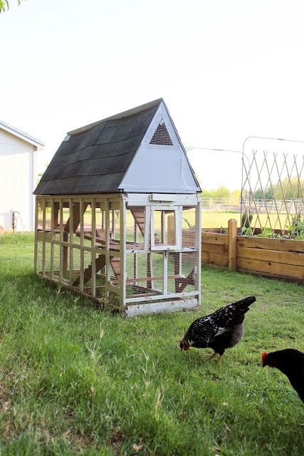 Finley and Oliver: Our Raised Beds Chickens Garden, Clean Chicken Coop, Clean Chicken, Chicken Coup, Backyard Chicken Farming, Future Farms, Keeping Chickens, Chickens And Roosters, Chicken Runs