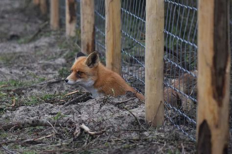 Foxes can be adorably clever, which can be a problem when they're looking for a snack in your henhouse. Here's how to deter them. Alaskan Homestead, Ranch Animals, Morning Chores, Chicken Fence, Poultry Farming, Poultry House, Chicken Coup, Chicken Tractors, Homesteading Ideas